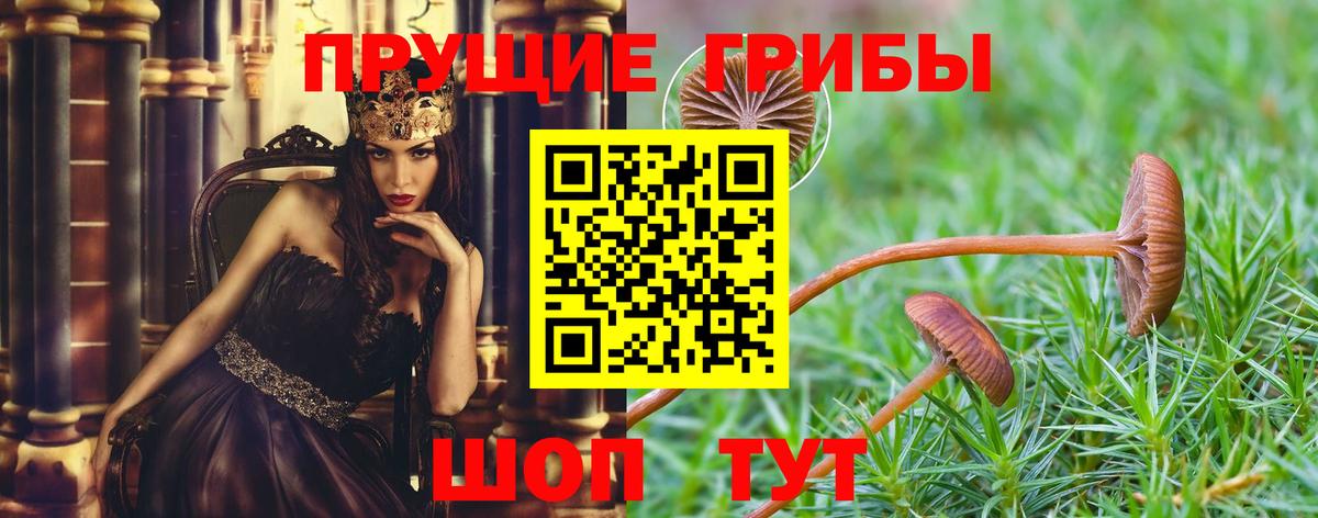 Сальск  Галлюциногенные грибы Psilocybe  Вход с VPN 